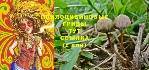 прущие грибы Арсеньев